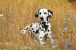 Dalmatian dog is lying in a colorful flowerfield