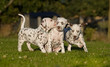 Three dalmatian dog puppies