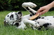 Dalmatiner hund auf Rücken wird Bauch gebürstet