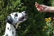 Hund schaut sehnsüchtig auf Futter in Hand