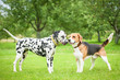 Dalmatian dog with beagle