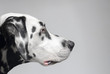 Confident purposeful Dalmatian dog