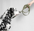 Dalmatian dog on a leash at the mistress