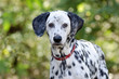 Dalmatian dog head closeup looking