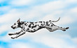 Dog breed Dalmatian jumping on a background of blue sky