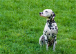 Dalmatian left side. The Dalmatian is on the green grass. 