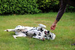 Dalmatiner Hund macht Kunststück für Fressen, Rolle auf Wiese