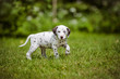 adorable dalmatian puppy with brown spots