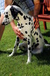 Mann striegelt Hund Dalmatiner