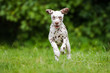 happy active dalmatian puppy