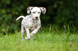 happy brown dalmatian puppy running outdoors