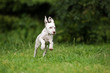 dalmatian puppy running on grass